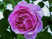 Лилак-Топаз-lilac-topaz-(tantau-roses-Германия-2020)-1.jpg