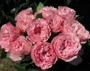 Майра-бридл-пинк-mayras-bridal-pinks-(plantas-continentalИспания-2012).jpg